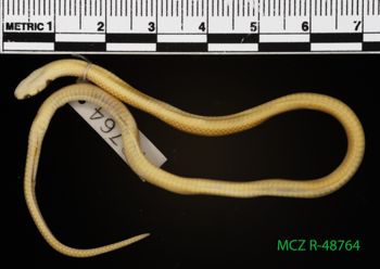 Media type: image;   Herpetology R-48764 Description: Specimen photo;  Aspect: whole body ventral